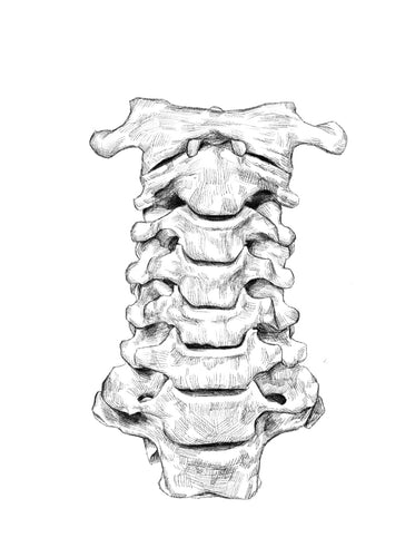 Cervical Vertebrae by Grace (APPRENTICE)