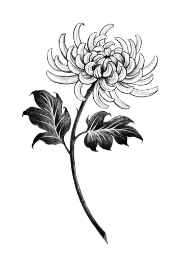 Chrysanthemum I by Grace (APPRENTICE)