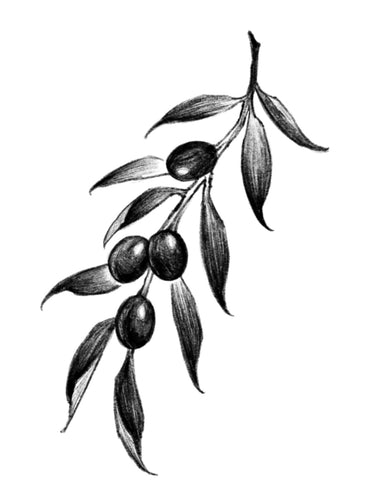 Olive Branch by Grace (APPRENTICE)