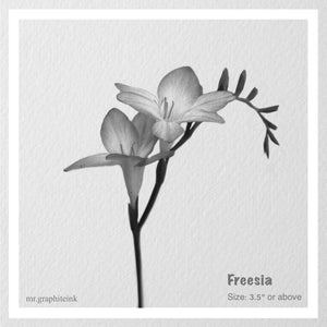 Freesia by Nav